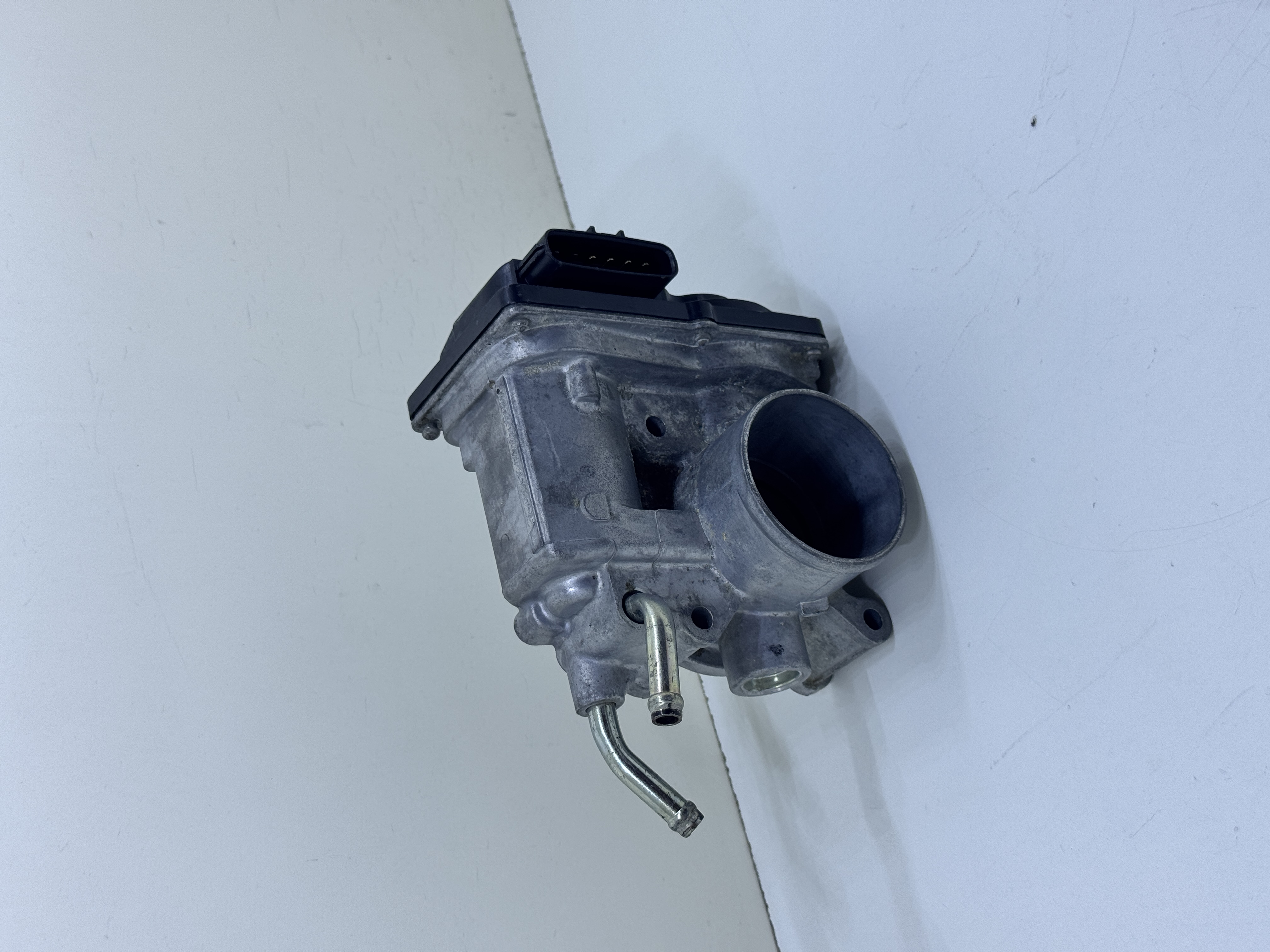 MN149259 Gaz Kelebeği gerçek ürün fotoğrafı